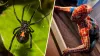 Hermanitos se habrían dejado picar por venenosa araña para convertirse en “Spider-Man”