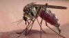 Reportan primer caso del virus del Nilo Occidental en el condado Tulare