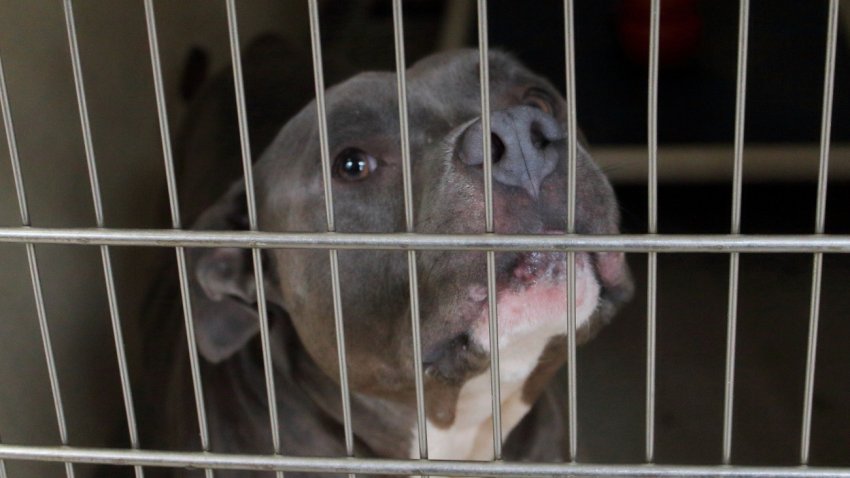 File Image: Pitbull in a crate