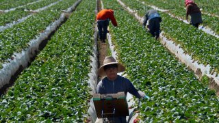 Miles de migrantes son aceptados cada año para entrar a EEUU bajo la visa H-2A, destinada para trabajadores agrícolas.