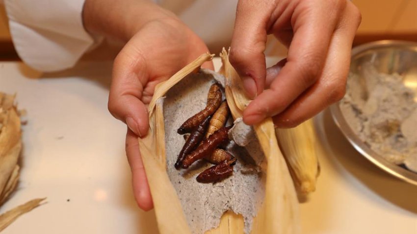Tamales con insectos, ¿los comerías?