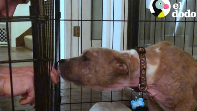La increíble transformación de perrita hallada en la calle moribunda