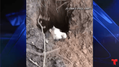 El complicado rescate subterráneo de un pony travieso