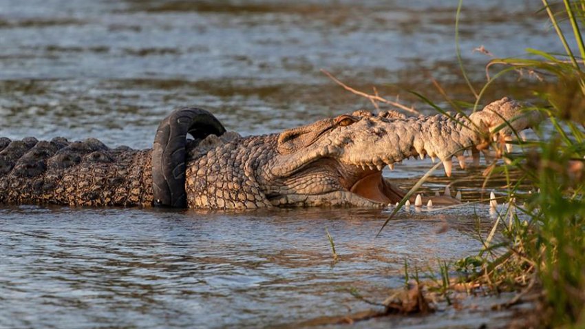 ¿Quién se atreve? Ofrecen recompensa para quitarle llanta a enorme cocodrilo