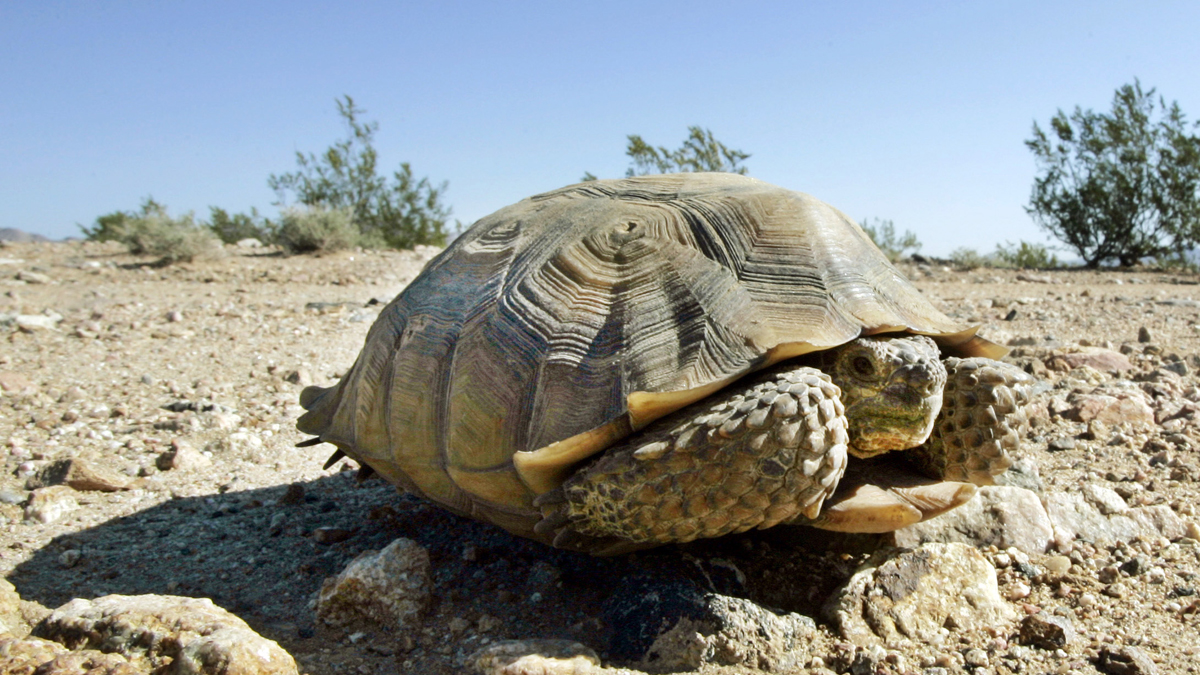 <strong>Reptil estatal</strong>: Tortuga del desierto (Buscar otra foto)<br>El reptil del estado de California es la tortuga del desierto, como está representada aquí en 2008 sentada en una carretera en el desierto oriental de Mojave, cerca de Ivanpah, California. Con una velocidad máxima de aproximadamente 20 pies por minuto, la tortuga no ganará muchas carreras, pero este vegetariano no necesita velocidad para encontrar comida. Fue designado en 1972.<br>