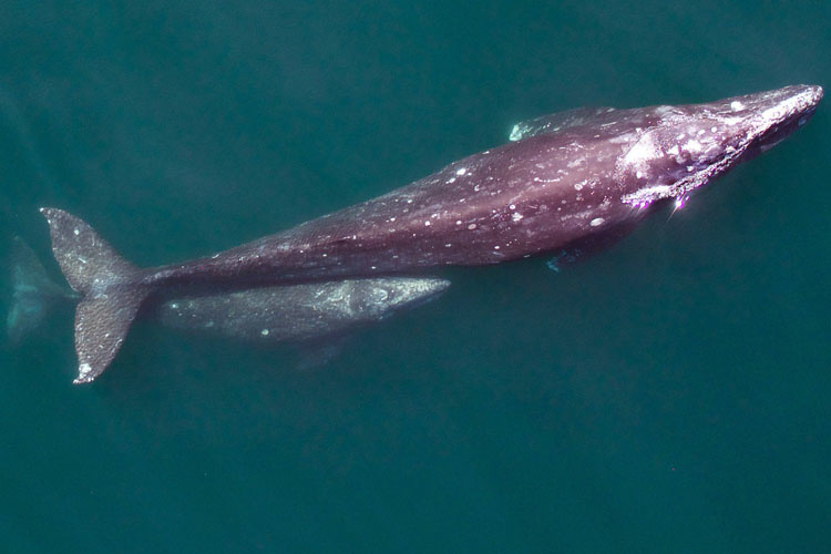 <strong>Mamífero marino estatal</strong>: ballena gris de California<br>El mamífero marino de California es la majestuosa ballena gris, vista aquí en una foto de NOAA, que migra a lo largo de la costa de California en su camino hacia las zonas de alimentación de verano en el Ártico. Los gigantes de 20 a 40 toneladas viajan al sur de diciembre a febrero en grupos a lo largo de la costa. En marzo y abril, se dirigen al norte. Fue designado en 1975.<br>