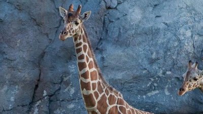 Muere Uzuri, la jirafa de 26 años del zoológico de Fresno