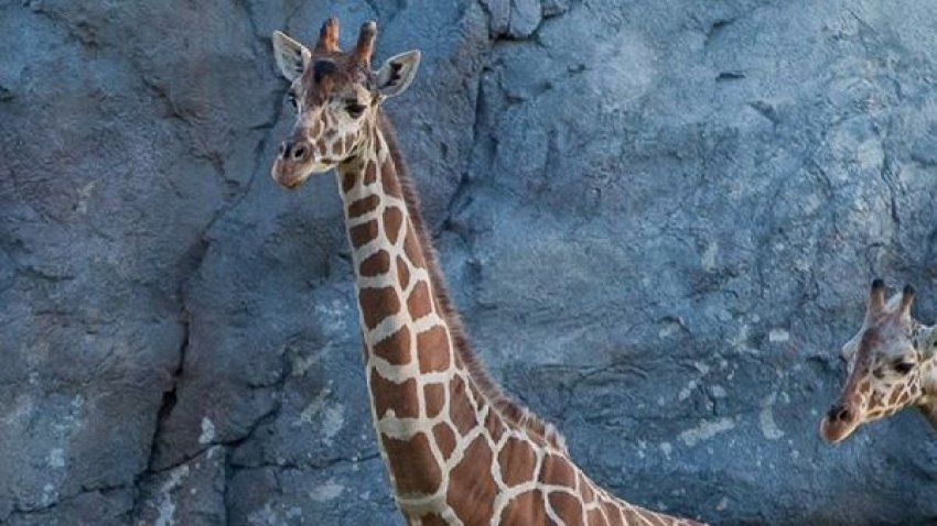 Muere Uzuri, la jirafa de 26 años del zoológico de Fresno
