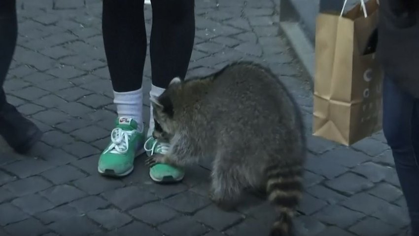 ¿Ebrio? Mapache causa furor en una calle