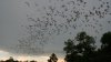 Advertencia: autoridades indican que los murciélagos podrían ser portadores de rabia