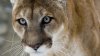 Advirten sobre avistamiento de un puma merodeando en el área de Rocklin