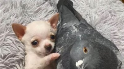 Imágenes de “dos mejores amigos”, una paloma y un chihuahua, derriten corazones
