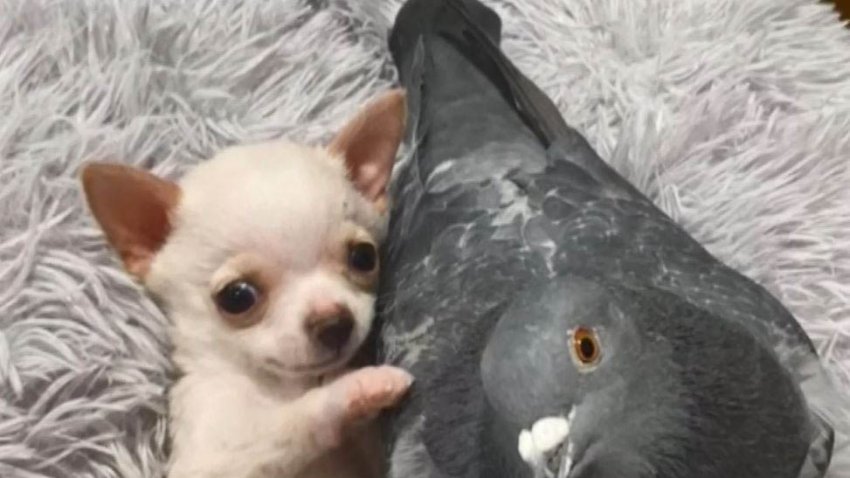 Imágenes de “dos mejores amigos”, una paloma y un chihuahua, derriten corazones