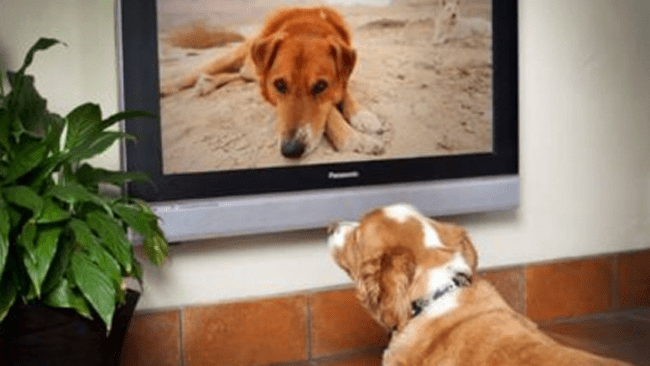 tlmd_perrodogtvok