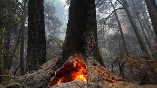 Fire burns in the hollow of an old-growth redwood tree in Big Basin Redwoods State Park