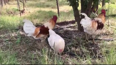 De tu granja a la mesa: residentes de Stockton podrán criar animales y cosechar sus alimentos