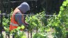 Nueva propuesta podría otorgar residencia permanente a trabajadores agrícolas en California