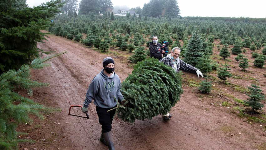 John Williams, left, and his dad Terry, right, both of Salem, carry a large Christmas Tree out of the field together at Tucker Tree Farm in Salem, Oregon, November 29, 2020.