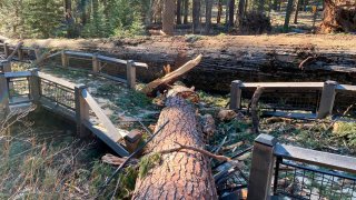 This photo provided by Yosemite National Park shows a boardwalk in the Mariposa Grove in Yosemite National Park was damaged by a fallen ponderosa pine during the Mono wind event on Tuesday, Jan. 19, 2021.
