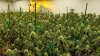 Confiscan más de 2,000 plantas de marihuana en viviendas de Los Banos