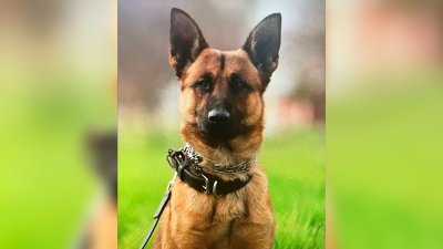 Perro policía de Fresno recibe varias puñaladas cuando detenía a sospechoso