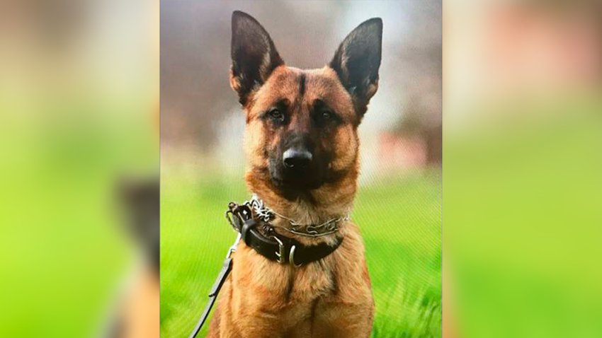 Perro policía de Fresno recibe varias puñaladas cuando detenía a sospechoso