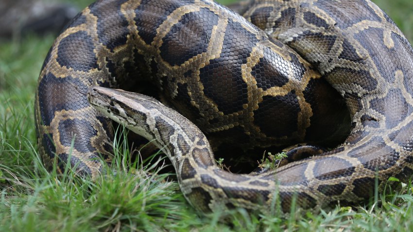 SUNRISE, FLORIDA – JANUARY 10:  A python is seen as Robert Edman, with the Florida Fish and Wildlife Conservation Commission, gives a python-catching demonstration to potential snake hunters at the start of the Python Bowl 2020 on January 10, 2020 in Sunrise, Florida. The Florida Python Challenge 2020 Python Bowl taking place a few weeks before the Super Bowl being held in Miami Gardens, is a 10-day competition to remove Burmese pythons from the Florida Everglades due to the threat to the delicate ecosystem that they pose as they have no predators and reproduce rapidly. (Photo by Joe Raedle/Getty Images)