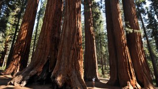 Los bosques de secuoyas se encuentran entre los más eficientes del mundo para eliminar y almacenar dióxido de carbono en la atmósfera.