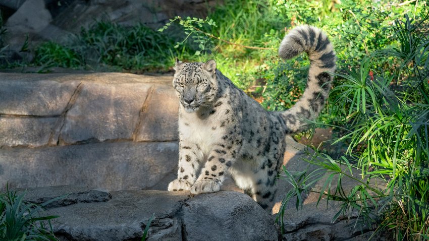 Snow Leopard at the San Diego Zoo Suspected Positive for COVID-19
Male Snow Leopard Is Being Closely Monitored by
San Diego Zoo Wildlife Alliance Veterinary Team
SAN DIEGO (July 23, 2021) – A male snow leopard at the San Diego Zoo is suspected to be positive for SARS-CoV-2, the virus that causes COVID-19. On Thursday, July 22, wildlife care specialists noticed that the snow leopard had a cough and nasal discharge. Fecal samples collected from the snow leopard and tested at the Zoo confirmed the presence of SARS-CoV-2. The results were sent to the California Animal Health and Food Safety Laboratory System (CAHFS) for further testing, and those results also were positive. All positive tests for SARS-CoV-2 are required to be sent to the U.S. Department of Agriculture (USDA) National Veterinary Services Laboratories (NVSL), where the results are still pending.  
The male snow leopard appears to be doing well, and is showing no additional symptoms other than the cough and runny nose. He shares his habitat with a female snow leopard and two Amur leopards. San Diego Zoo Wildlife Alliance veterinarians assume these three individuals have also been exposed. They are currently being quarantined in their habitat. Veterinarians are monitoring them closely, and will treat symptoms as they may arise. Because these Amur leopards and snow leopards are being quarantined, their habitat will be closed to Zoo visitors until further notice.
It is not yet known how the male snow leopard acquired the infection. San Diego Zoo Wildlife Alliance has always had biosecurity protocols in place, and adopted heightened protocols around wildlife at the onset of the pandemic last year. The San Diego Zoo and the San Diego Zoo Safari Park’s biosecurity practices include the use of personal protective equipment (PPE), cleaning and disinfection protocols, quarantine procedures for new arrivals and preventive medicine practices, such as vaccination. All employees are provided N95 face masks, an