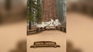 A fire-resistant blanket around the base of General Sherman Tree in Sequoia National Park.