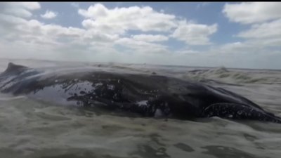 Con excavadora: el desesperado rescate de una ballena varada en la playa