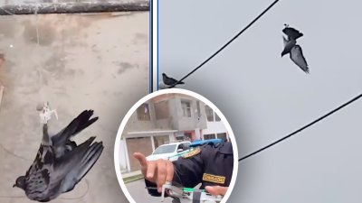 Con un dron: cómo salvaron a una paloma colgada en cable de alta tensión