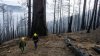 Devastador: expertos revelan cuantas sequoias gigantes murieron por los incendios de este año