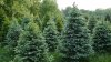 ¿Artificial o real?: inflación incide en compra de árboles naturales de Navidad
