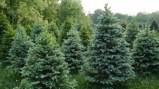 christmas tree shortage 2021