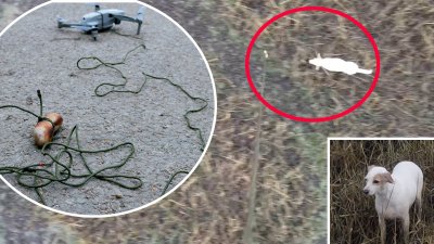 Rescate viral: un dron, un chorizo y mucha paciencia para salvar a perrita