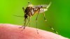 Confirman la primera muerte por virus del Nilo Occidental en California: es residente del condado Kings