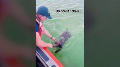 Oportuno rescate de perrita exhausta tras caer de un bote en altamar