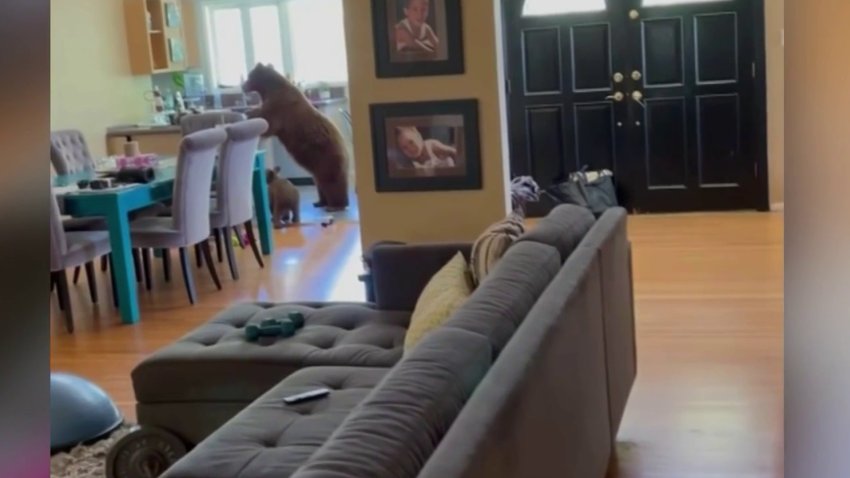 En video: mamá osa y su cachorro se meten a una casa y se comen las donas