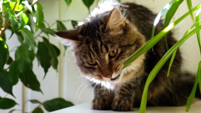 Estas plantas caseras podrían enfermar a tu mascota