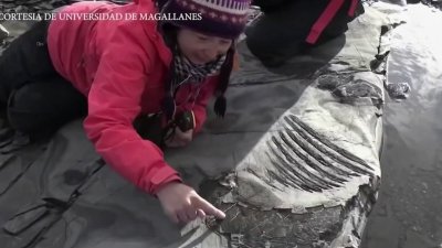 En video: el increíble hallazgo del fósil de una criatura marina preñada que vivió hace 130 millones de años