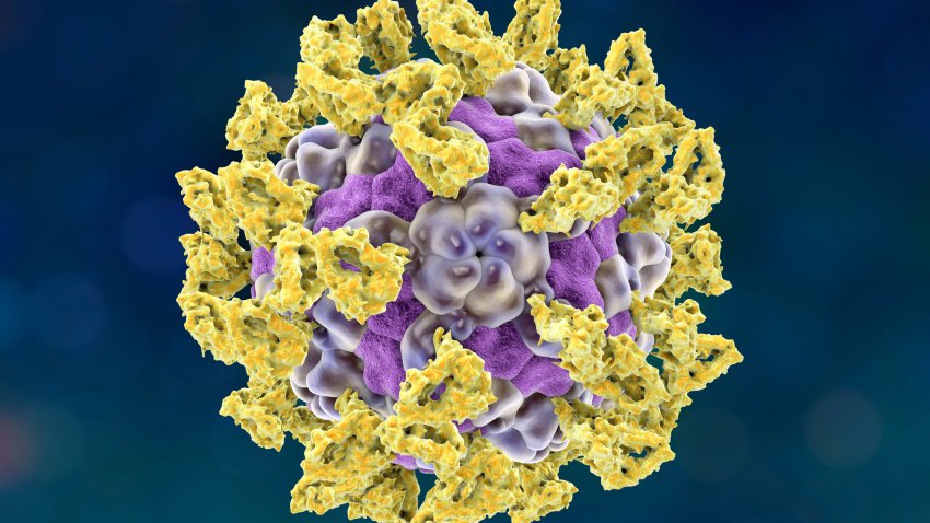 ¿Qué es el parechovirus?