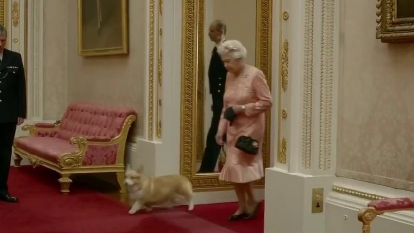 Monarquía animal: la reina Isabel II deja una gran herencia de caballos y perritos