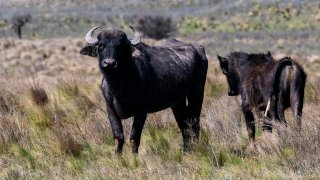 Bufalo en Argentina