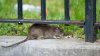 Multan a alcalde de NY por infestación de ratas en su casa, según medios