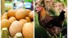 Aumento de casos de gripe aviar afecta industria; pollos están siendo sacrificados en Ohio