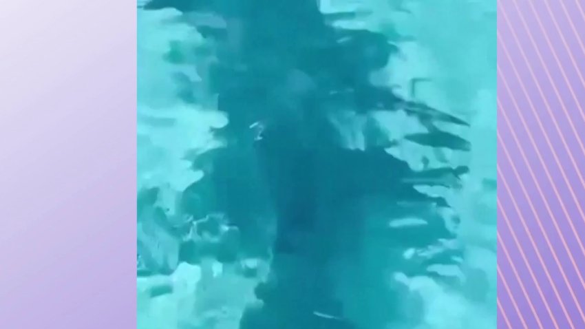 Perro salta al agua para ver un enorme tiburón martillo en las Bahamas