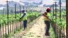Este programa protege a campesinos indocumentados víctimas de abuso laboral