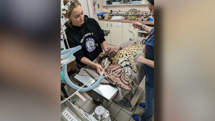 Enorme gato salvaje se recupera tras intoxicarse con cocaína