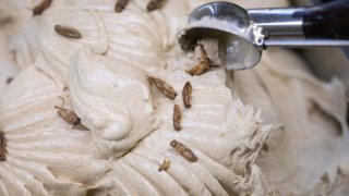 El helado de grillo se compone en parte de harina de grillo y está decorado con grillos secos.